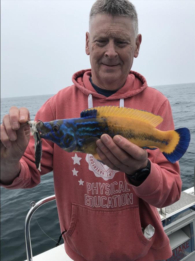 1 lb 6 oz Cuckoo Wrasse by Paul