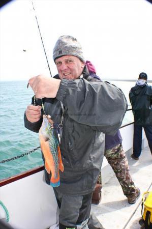 1 lb 8 oz Cuckoo Wrasse by Michael