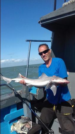 7 lb Smooth-hound (Common) by SHANE PARTY
