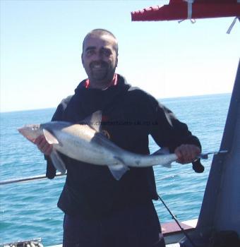 16 lb 4 oz Smooth-hound (Common) by Unknown