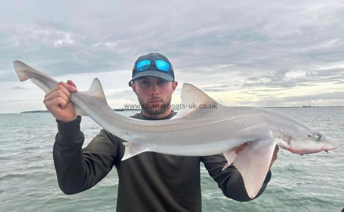 10 lb Smooth-hound (Common) by Unknown