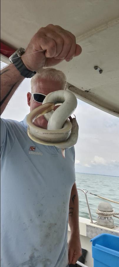 1 lb 4 oz European Eel by Unknown