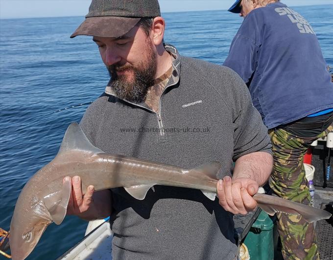 5 lb Smooth-hound (Common) by Unknown