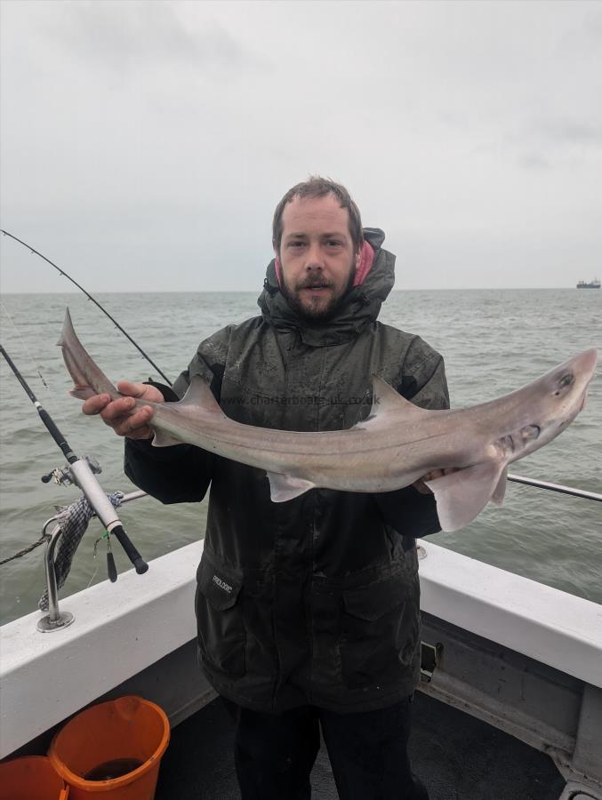 6 lb Smooth-hound (Common) by Andrew