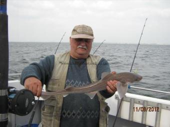 3 lb Starry Smooth-hound by Unknown