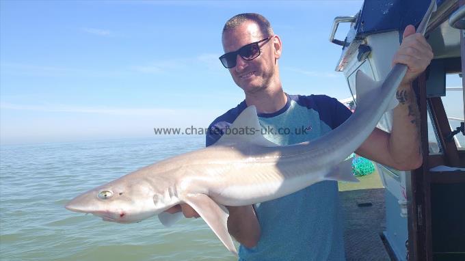 8 lb Smooth-hound (Common) by Woody