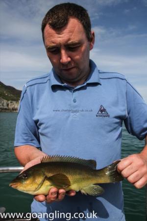 1 lb 8 oz Ballan Wrasse by Robbie