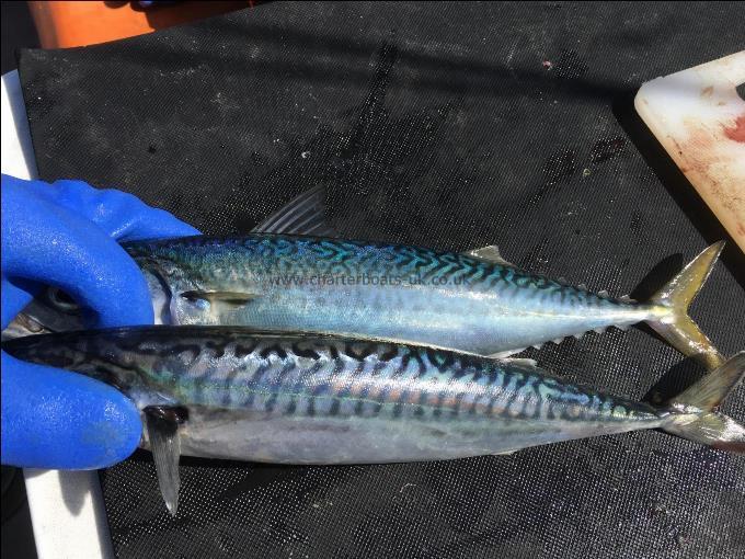 1 lb Atlantic Chubb Mackerel by Martin Weaver