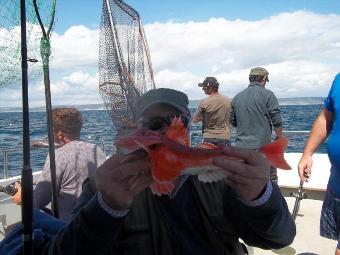 1 lb Red Gurnard by Unknown