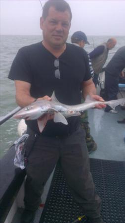 4 lb Starry Smooth-hound by paul from dover