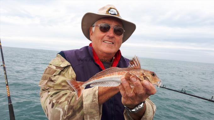 1 lb Grey Gurnard by Unknown