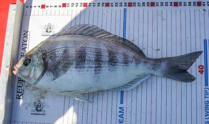 2 lb 5 oz Black Sea Bream by Unknown