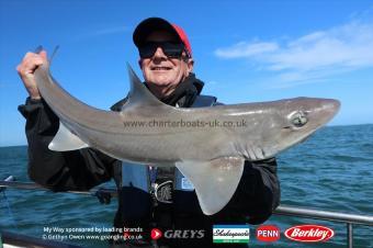12 lb Starry Smooth-hound by Jim