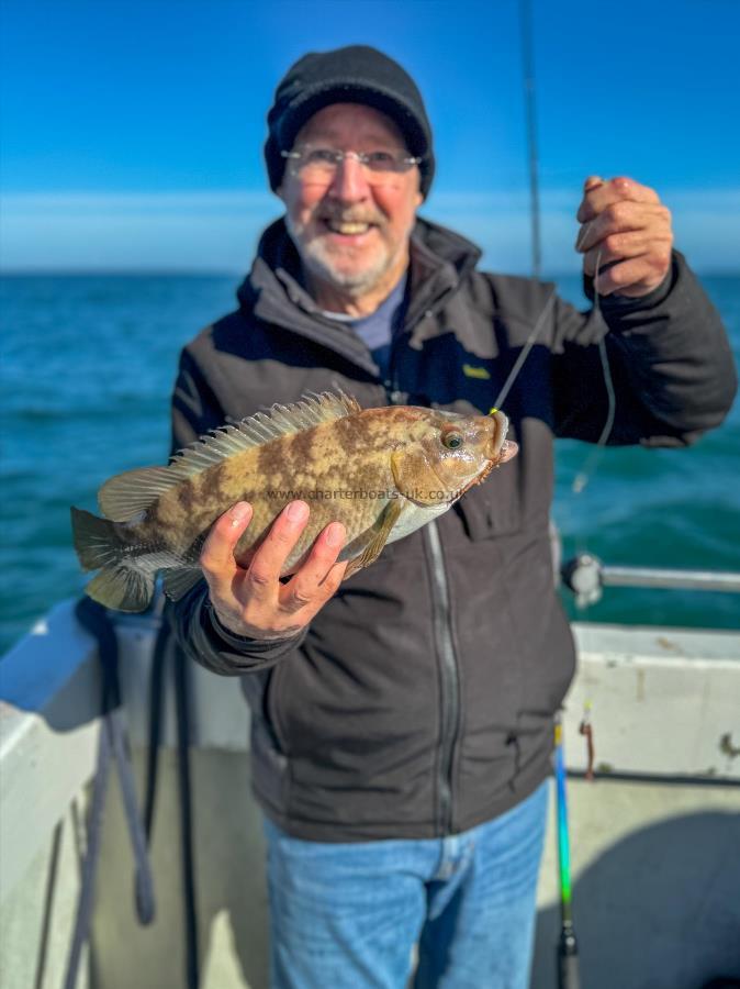 1 lb Ballan Wrasse by Brian Davis