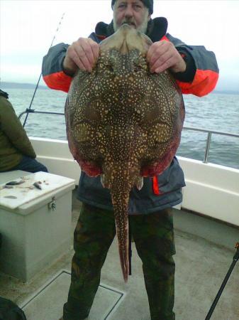 17 lb Undulate Ray by Andy Sheader