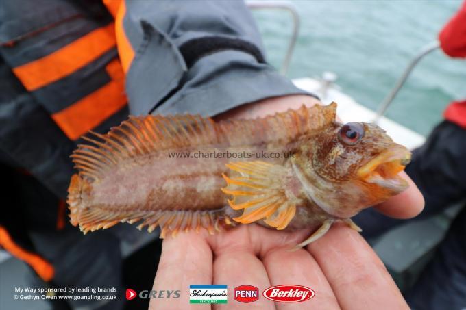 3 oz Tompot Blenny by Ron