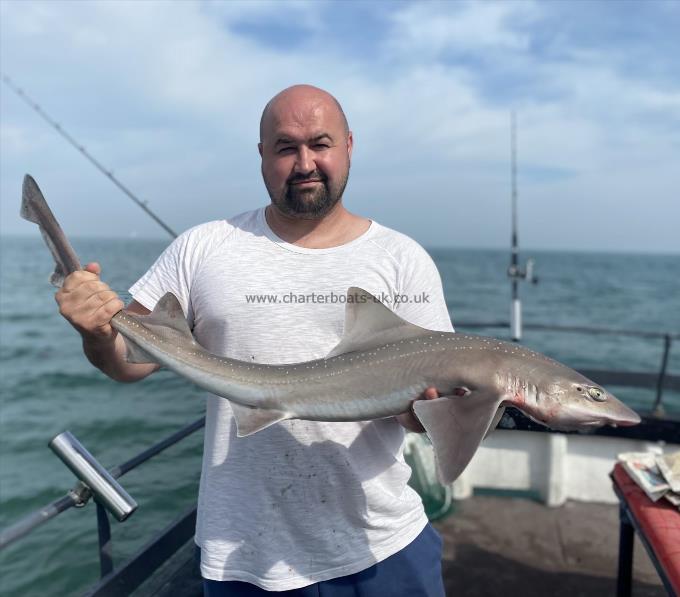 10 lb Smooth-hound (Common) by Unknown