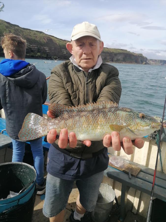 4 lb Ballan Wrasse by Unknown