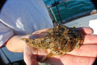 5 oz Long-spined Sea Scorpion by Simon Douglas