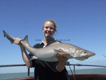 17 lb 8 oz Smooth-hound (Common) by Unknown