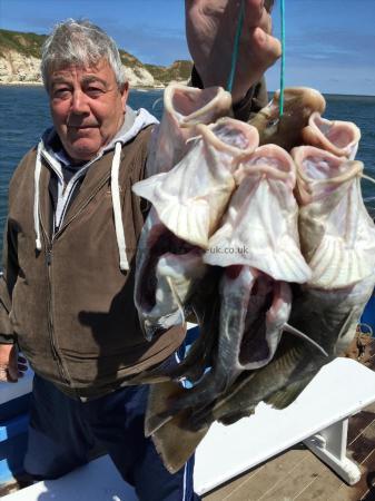 7 lb Cod by some cod caught by a  polish guy 10/6/ 2015
