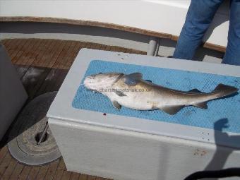 9 lb 4 oz Cod by The Skipper