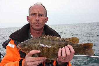 3 lb Ballan Wrasse by Don