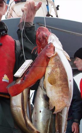 1 Kg Cuckoo Wrasse by Unknown