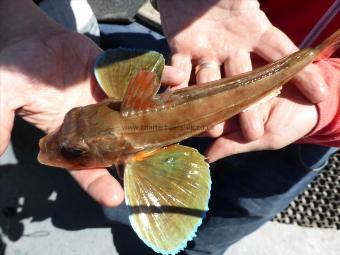 1 lb Tub Gurnard by Amy