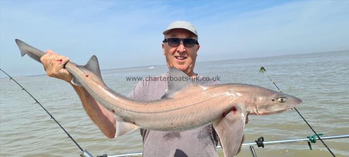 12 lb 2 oz Starry Smooth-hound by Steve