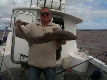 15 lb Smooth-hound (Common) by Unknown