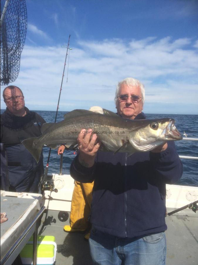 16 lb 4 oz Pollock by Charles Sears