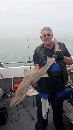 17 lb 7 oz Starry Smooth-hound by brentwood sea angling club