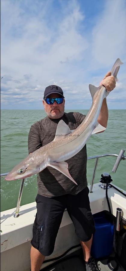 12 lb Starry Smooth-hound by Steve