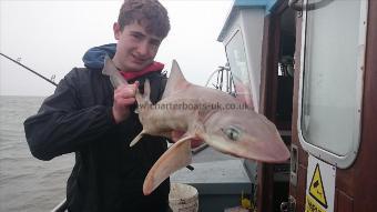 4 lb 6 oz Starry Smooth-hound by Darren from Westgate