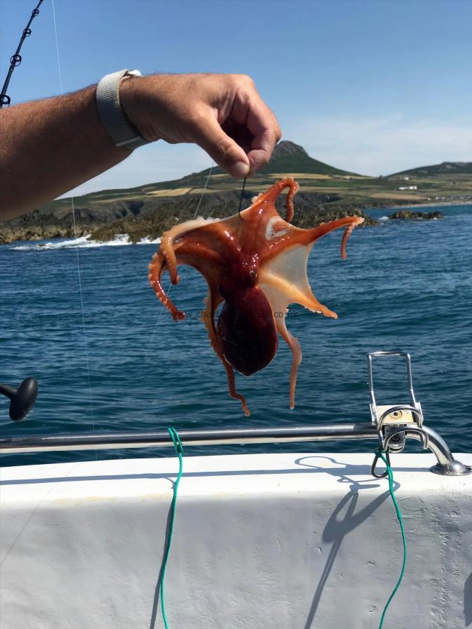 1 lb Octopus by Unknown