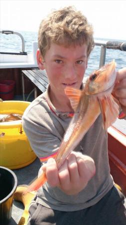 12 oz Red Gurnard by billy whitby