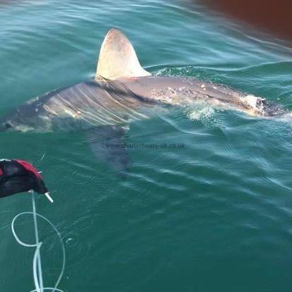 350 lb Porbeagle by Dave