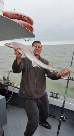 4 lb Lesser Spotted Dogfish by Unknown
