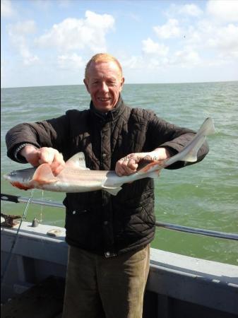 4 lb Starry Smooth-hound by Phill