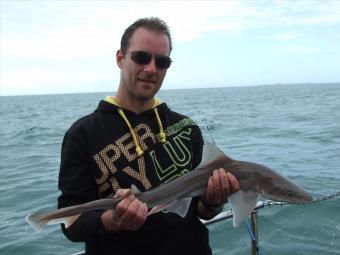 3 lb Smooth-hound by Unknown