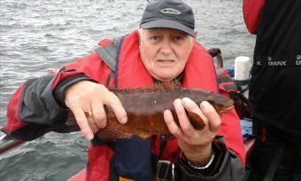 2 lb 8 oz Ballan Wrasse by Unknown