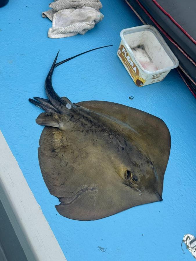 7 lb 8 oz Stingray (Common) by Lee