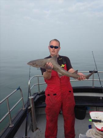 10 lb Smooth-hound by Unknown