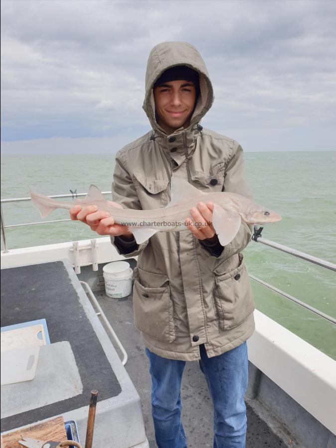 3 lb Smooth-hound (Common) by Bob Marshall