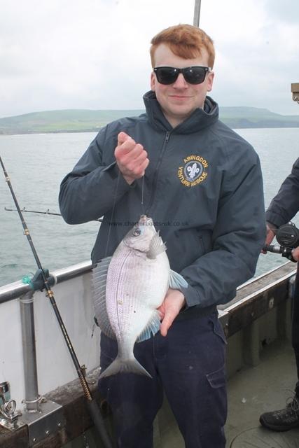 3 lb 15 oz Black Sea Bream by Unknown