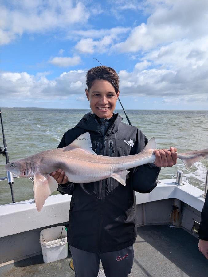 9 lb Starry Smooth-hound by Harry