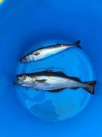 1 lb Pollock by Unknown