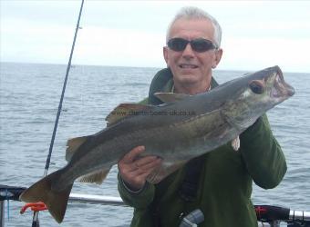 12 lb 1 oz Pollock by Richard Phillips