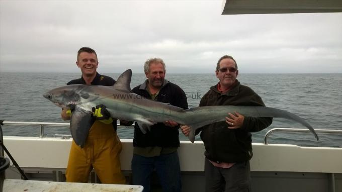 150 lb Thresher Shark by Dave Mynors